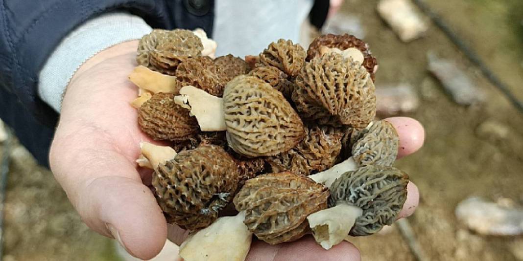 Talebi fazla ürünü seraya taşıdı: Deneme üretiminde 900 kg ürün aldı 7